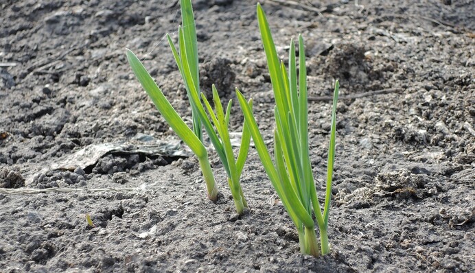 Що робити, щоб часник виріс великий: порада досвідчених дачників