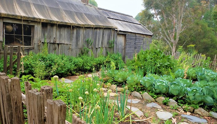 Що посадити на тінистих грядках: десять овочів, які не люблять відкрите сонце
