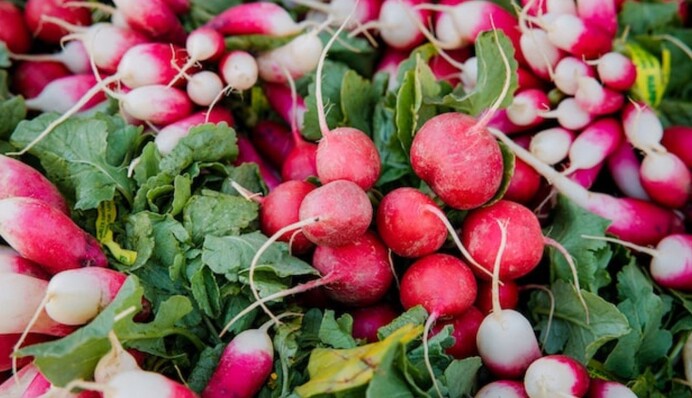 На редис напала блошка: как защитить корнеплоды от вредителей