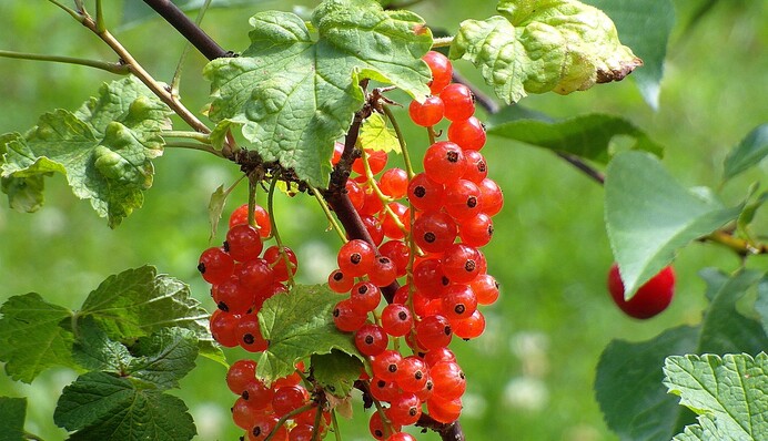 Тля напала на смородину: как спасти кусты от вредителя натуральными средствами