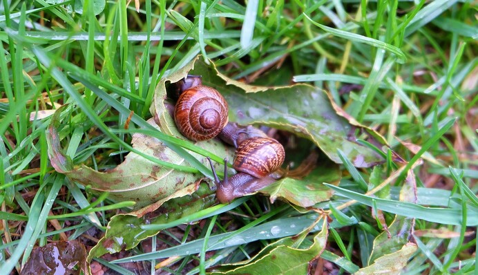 Как избавиться от слизней на грядках и в саду: 7 действенных народных средств