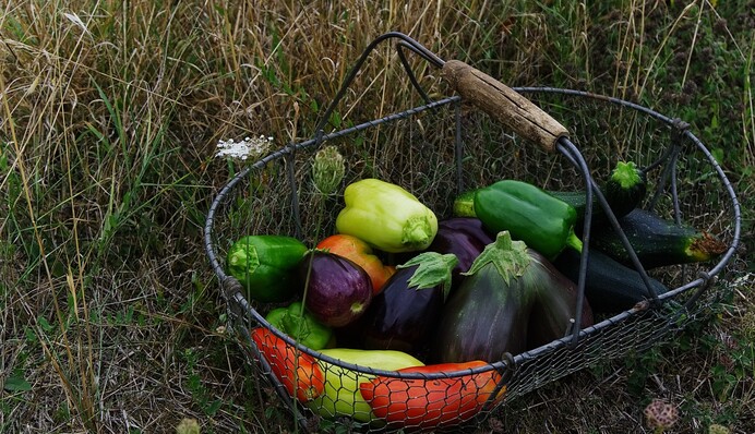 Восемь народных средств для подкормки перца и баклажанов после высадки в почву