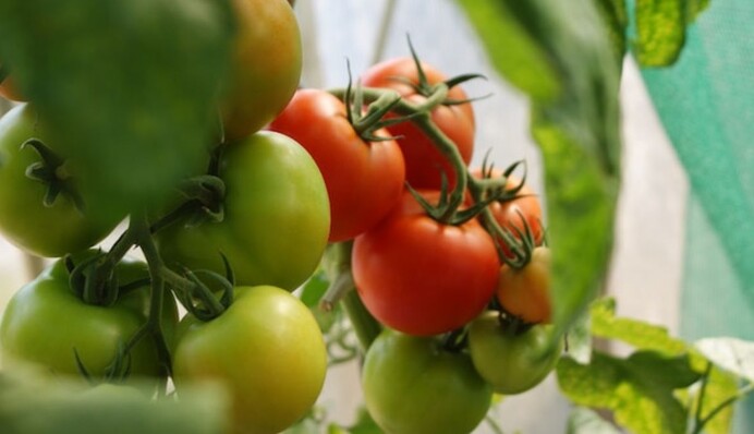 Чем подкормить помидоры, чтобы лучше переносили холод, жару и засуху: совет опытных дачников