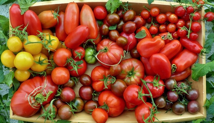 Удобрение из крапивы сделает помидоры большими и сладкими: как его приготовить