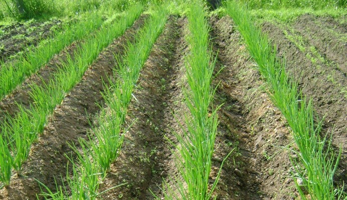 Повільно росте цибуля: що робити і чим підгодувати, щоб не втратити врожай