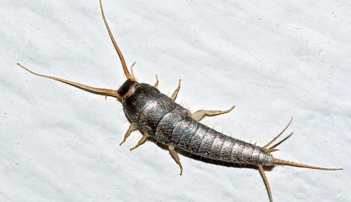 Поява цієї сріблястої комахи може свідчити про велику проблему в будинку: фото
