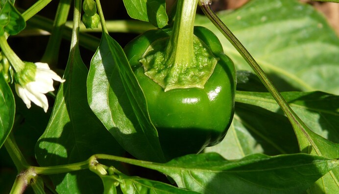 Чим поливати перець, який не цвіте після висадки у відкритий ґрунт: дієві засоби