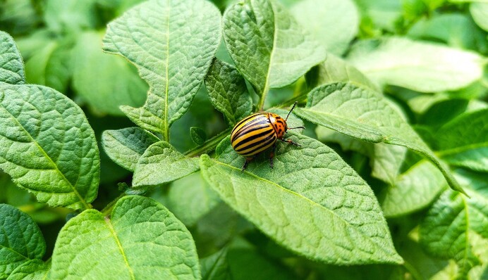 Действенное народное средство от колорадского жука, которое защитит растения без химии