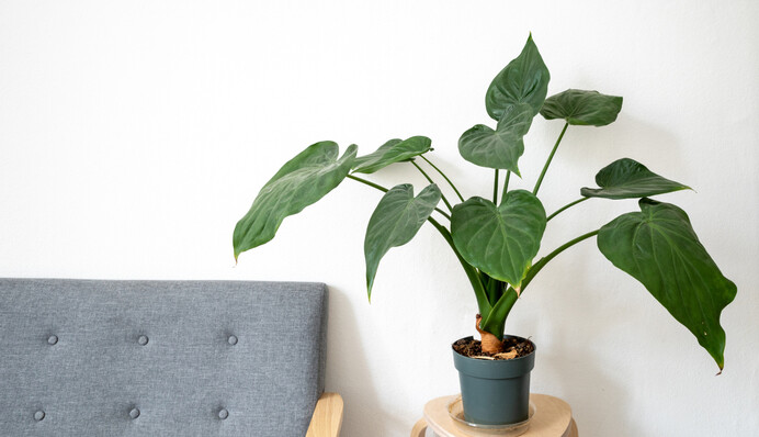 Експерти феншуй назвали найкращі кімнатні рослини для залучення щастя і удачі