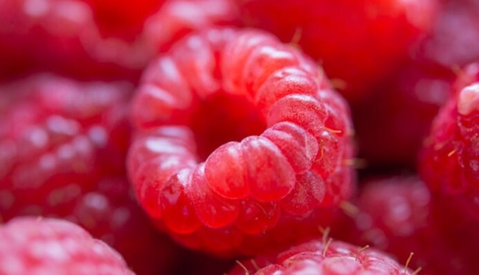 Как избавиться от вредителей на малине и сохранить сочные ягоды: советы опытных садоводов