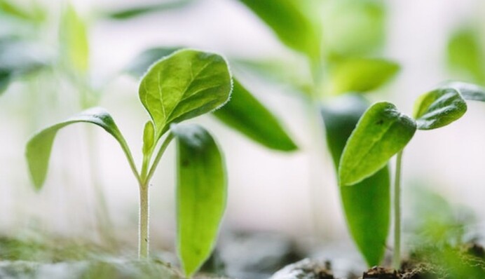 Молочная сыворотка – хорошее удобрение и защита для растений: как ее применять