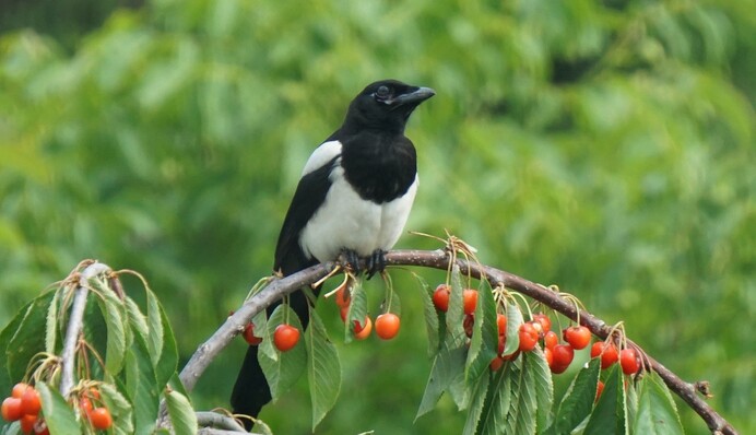 Как спасти вишню и черешню от скворцов и других птиц: лайфхаки садоводов