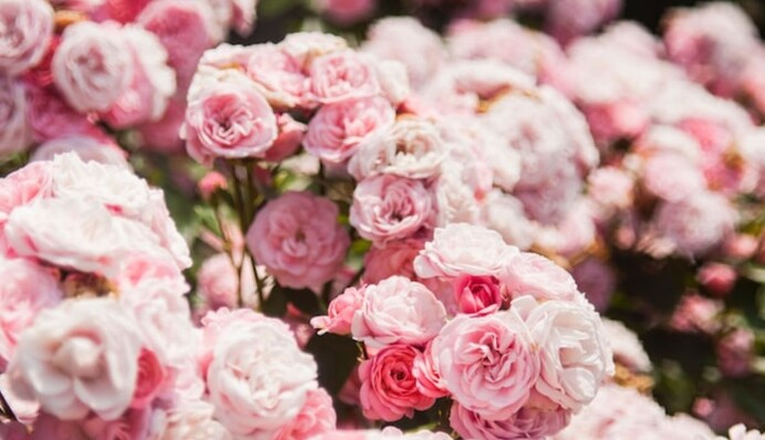 Гусінь напала на троянди: чим обробити кущі від небезпечного шкідника