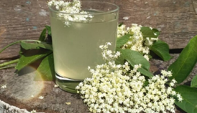 Готовится в течение 2 дней: как приготовить вкусный квас из бузины