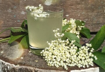 Готується протягом 2 днів: як приготувати смачний квас з квітів бузини