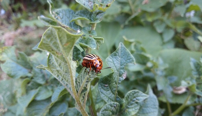 Горчица защитит картофель, баклажаны и помидоры от колорадского жука: как ее использовать