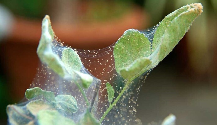 Павутинний кліщ на огірках: що робити, якщо шкідник з'явився на рослинах