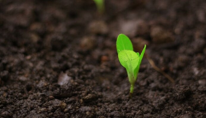 Почему нельзя поливать грядки в жаркую солнечную погоду: советы опытных хозяев
