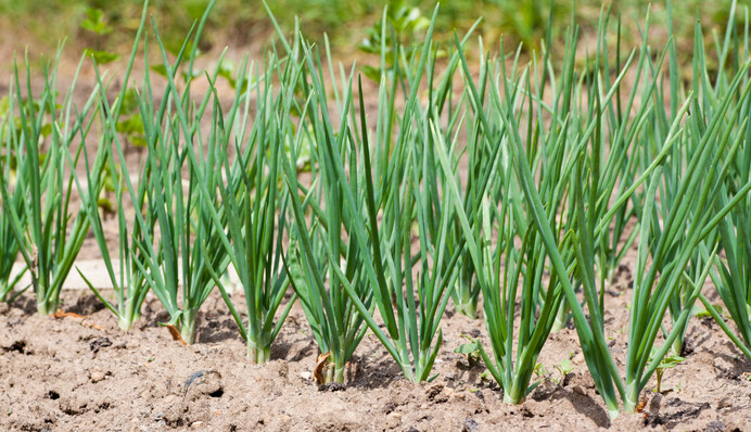 Цибуля та часник погано ростуть і чахнуть: чим їх підживити в кінці травня