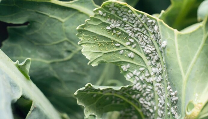 Простий засіб з аптеки врятує капусту від білокрилки – шкідники не знищать урожай