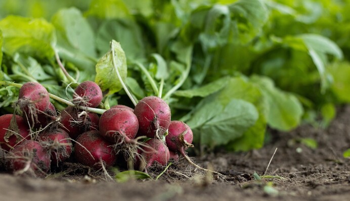 Як врятувати редиску від хрестоцвітної блішки без інсектицидів: дієві народні методи