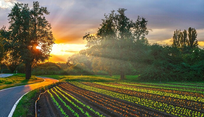 Когда удобрять грядки, а когда поливать: календарь садовода на июнь 2023 года
