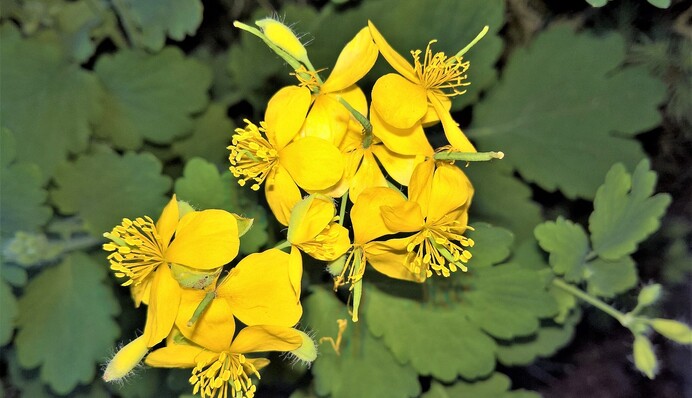 Чистотіл допоможе позбутися попелиці на городі: як приготувати засіб від шкідників