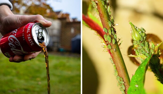 Кока-кола поможет избавиться от тли на огороде: как ее использовать