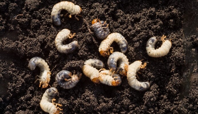 Личинки хруща у ґрунті псують коріння рослин: як позбутися їх народними методами