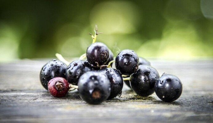 Мыльный раствор поможет защитить смородину от тли: как обработать кусты