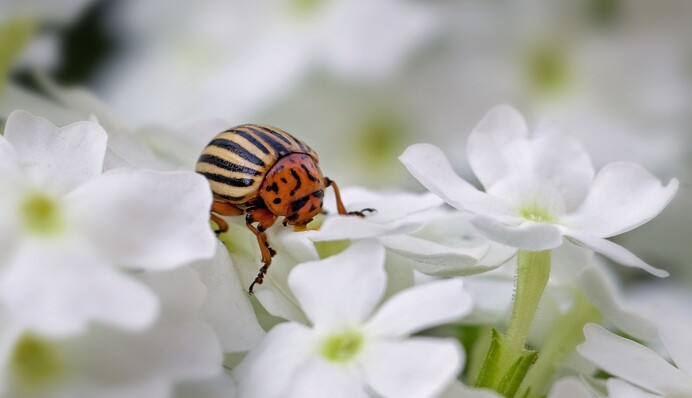 Доступний аптечний засіб допоможе відлякати колорадського жука без хімії