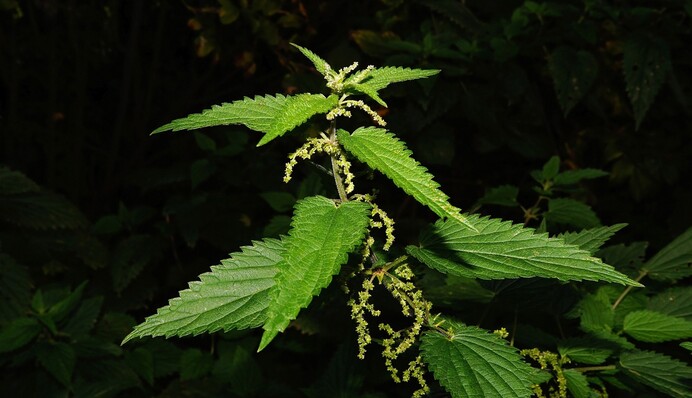 Кропива як добриво: як приготувати корисне підживлення для овочів та полуниці