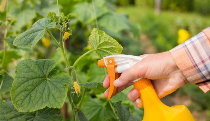 Чим кропити огірки від хвороб: дієві засоби, які захистять урожай від загибелі