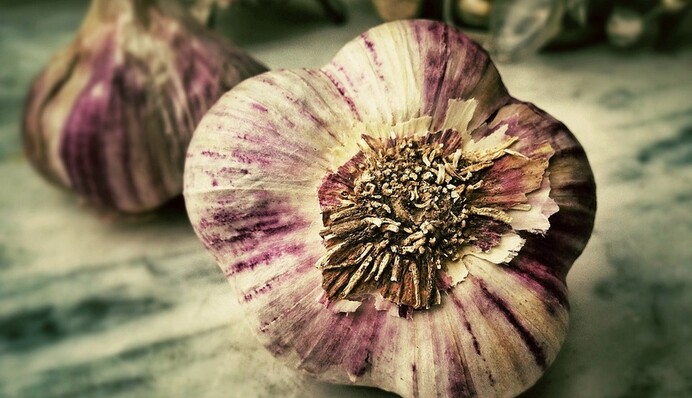 Как вырастить крупный и крепкий чеснок: секретный способ опытных дачников