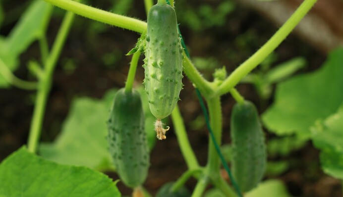 Як доглядати за огірками, щоб родили все літо: поради досвідчених господарів