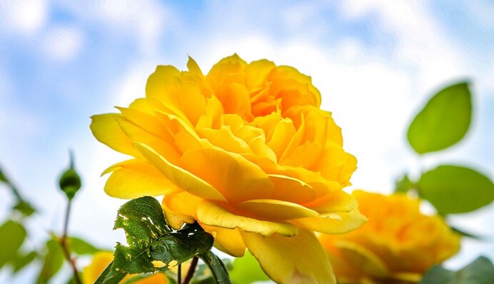 Чем подкормить розы летом, чтобы бутоны не засыхали и пышно цвели весь сезон