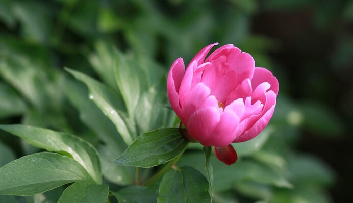 Обрізати категорично не можна: як доглядати за півоніями, які відцвіли