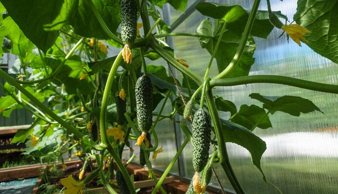 Після дощів жовтіє листя огірків: як їх врятувати народними засобами