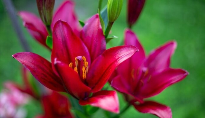 Простая подкормка с дрожжами обеспечит пышное цветение лилий: как сделать настой для полива