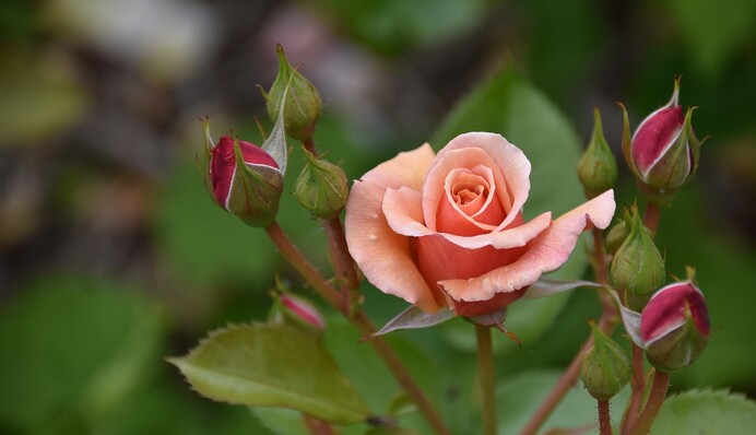 Не розкриваються і в'януть бутони троянд: як врятувати квіти від дощів і перепадів температури