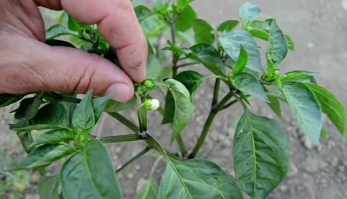 Щоб отримати урожай перцю, потрібно пасинкувати його у червні: як це зробити