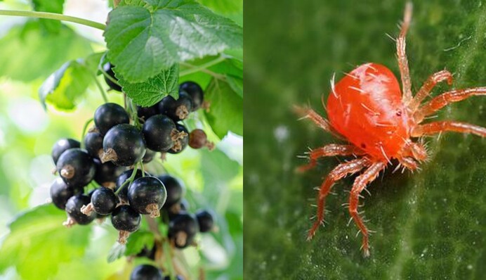 Паутинный клещ напал на смородину: чем обработать кусты, чтобы спасти ягоды