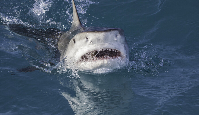 Огромные акулы напали на команду Netflix во время съемок популярного сериала
