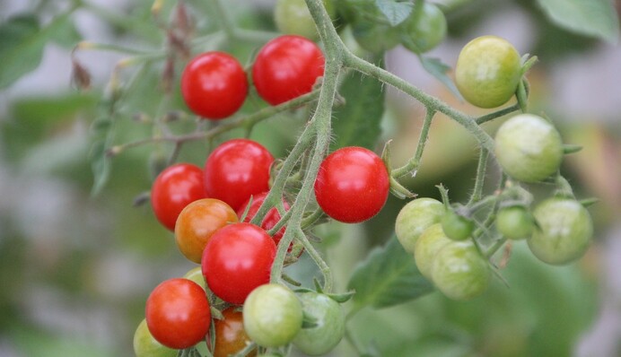 Профилактика фитофторы на помидорах: простое и доступное средство на основе сыворотки