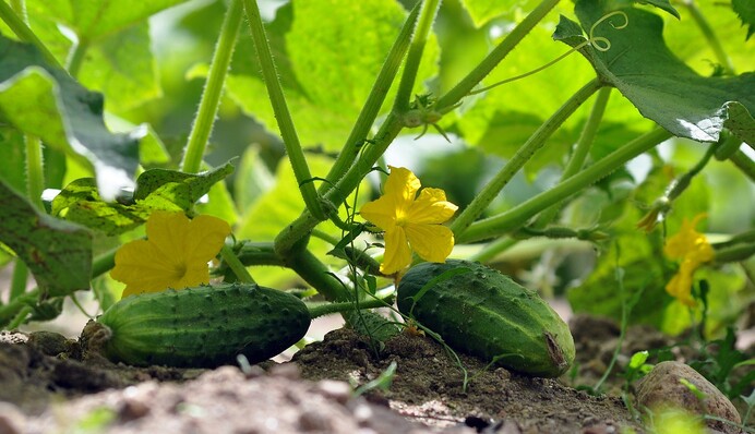 Почався сезон огірків: коли і як збирати плоди, щоб кущі рясно родили весь сезон