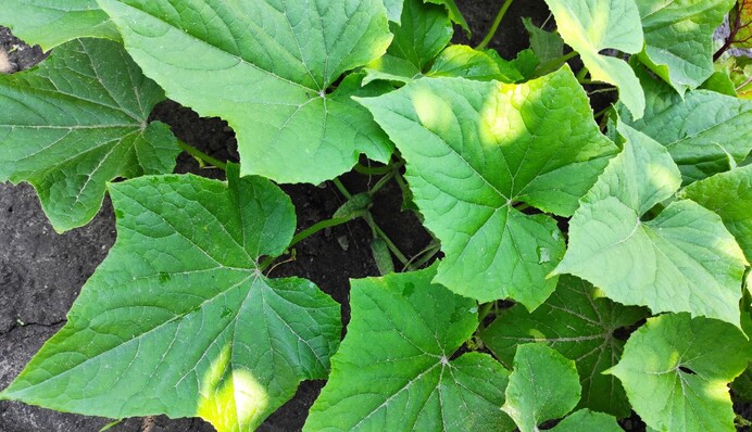 Жовтіє листя огірків: які народні засоби допоможуть врятувати їх від загибелі