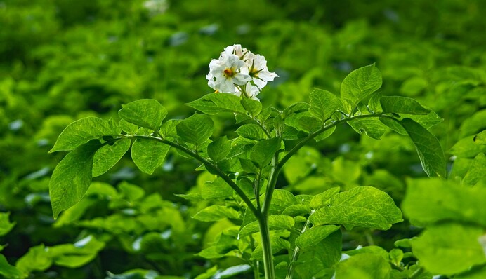 Поможет пепел, молоко и йод: как защитить картофель от фитофторы