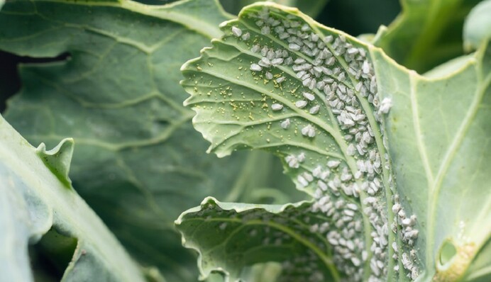 Белые бабочки на капусте – самый опасный вредитель: как избавиться от них народными средствами