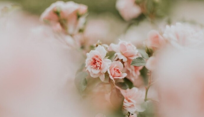 Обов'язково треба обрізати кущі: що робити з трояндами, які відцвіли