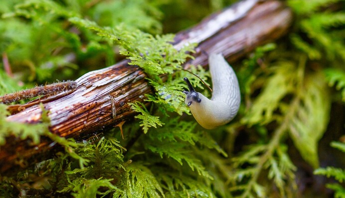 Чем посыпать грядки, чтобы отпугнуть слизней: три действенных средства от вредителей